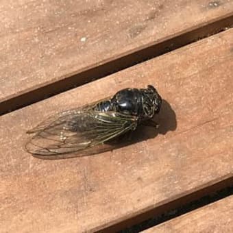 夏の終わり 2019（The times when cicadas stop ringing）