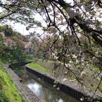 「八重桜」