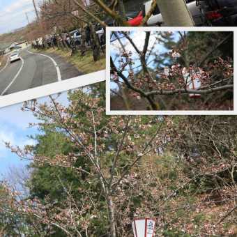 千光寺公園の桜　2014.03.27