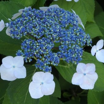 梅雨前に近所の紫陽花一巡り／色も違えば形もちがう