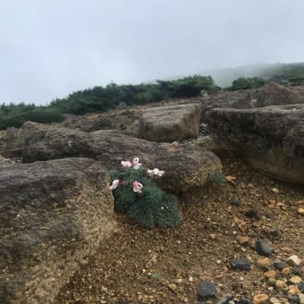 中丸山コース　滴る汗　旺盛な菌