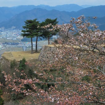 桜の福知山城と、天空の城竹田城跡