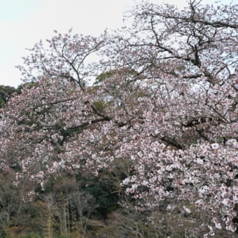 桜風景 2019 （2）根来寺