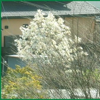 3月29日　窓が揺れる音で目が覚め新聞紙をかませた＆桜の開花はまだかな？