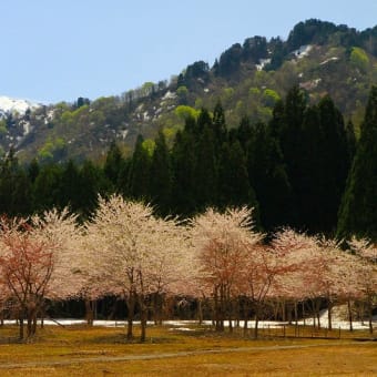 ４月の４枚【山と桜】