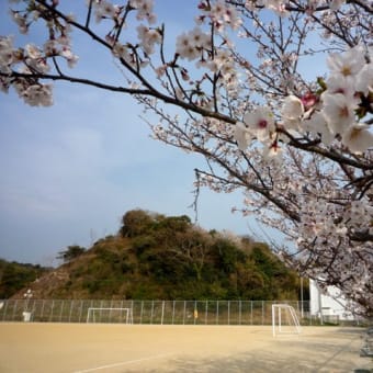 口加高校グラウンドの桜