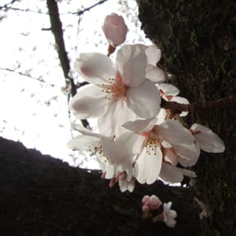 桜満開！