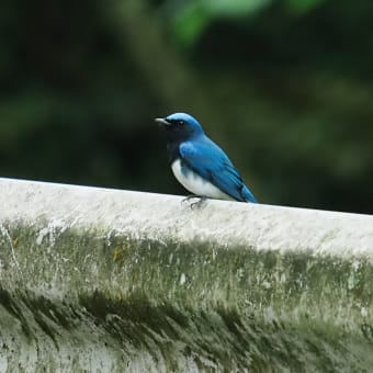 美しい青い鳥、オオルリとの再会！