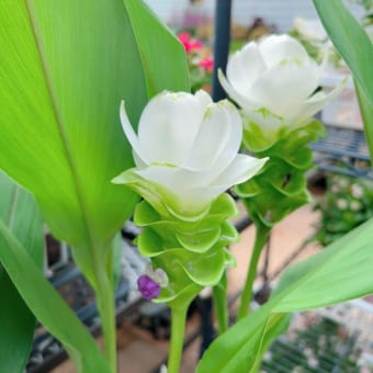 猛暑の中白いお花は如何でしょうか？
