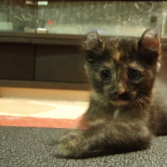 猫たち