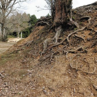 崩れる土塁、埋まる土壕、礎石むき出し…国指定史跡「玄蕃尾城」劣化深刻　抜本保護に至らず 
