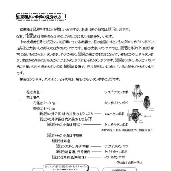 タンポポの種類