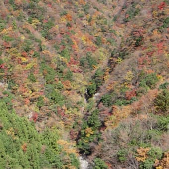 道志川の神之川沢の偵察