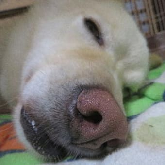 大型犬の火葬は大変💦