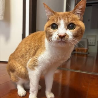 その後のにぽち