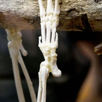 フタユビナマケモノの骨格標本