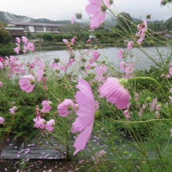 2016年10月11日　火曜日　忍野八海⑦