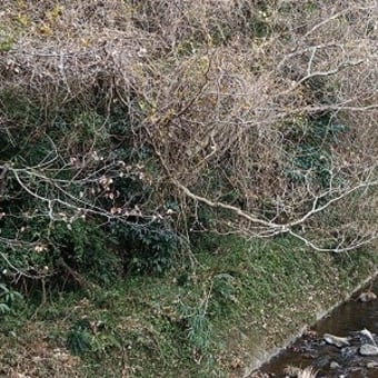 冬の風景2025 今は荒涼たる山々でも…