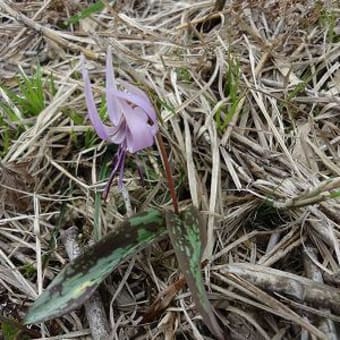 カタクリの花