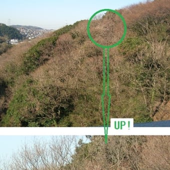 山桜も開花宣言！