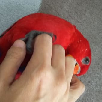 それをせずにはいられない。