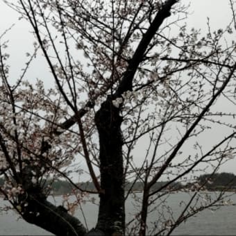 千波湖の桜　2025.4.3