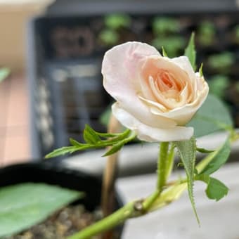 挿し木に花を咲かせましょう