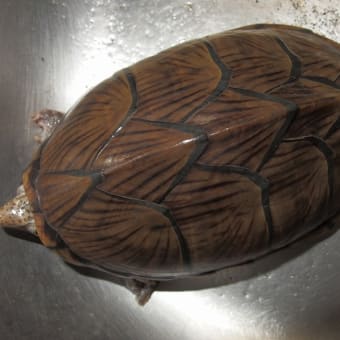 カブトニオイガメが産卵しました。