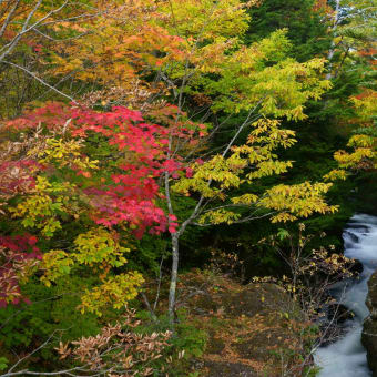 奥日光の紅葉