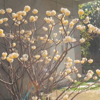 この花なんの花？