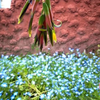 きょうの花の写真