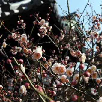 菅原神社　梅　その４