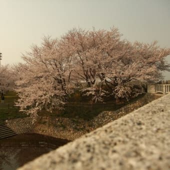 加治川で花見