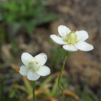 高山植物　八方池へ