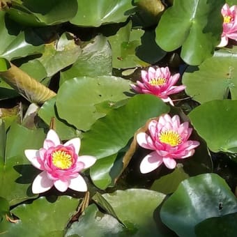 GWお出かけ　柴又デート