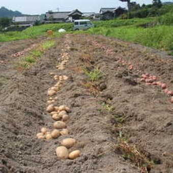 明日販売に行きます。/芋掘り