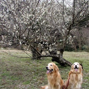 花桃と梅の木の下で撮りました！