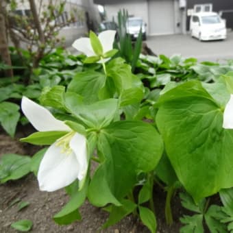 わが家の庭の高山植物