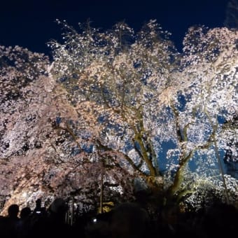 六義園のしだれ桜　－－　ライトアップ