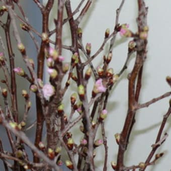 初桜