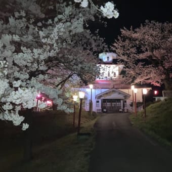 江刺桜まつり2025夜桜