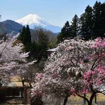 百蔵山（ももくらさん）ふもとの桜と富士山～大月市①