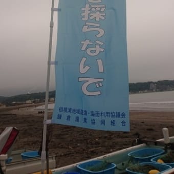 ハマグリ稚貝放流