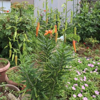 オニユリの花が咲いたが例年より花数が少ない