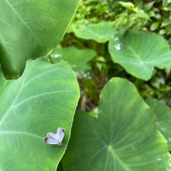 息を潜めて、梅雨明けを待つ