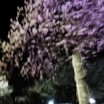 夜桜