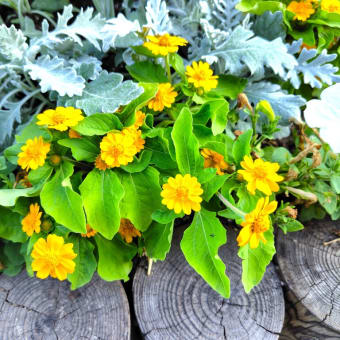 お花で一休み（193） セルフクリーニングをする植物