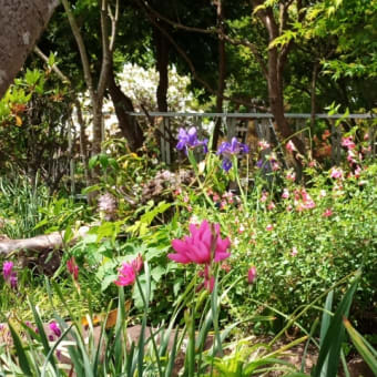 季節の変わり目、花景色