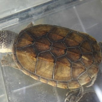 サルヴィンオオニオイガメ　　　オス確定