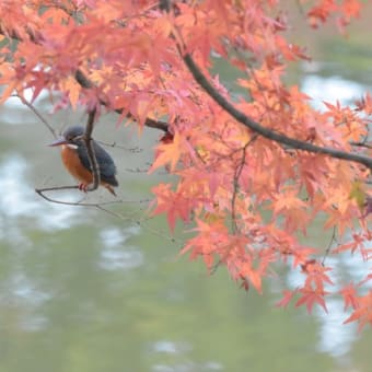 紅葉とカワセミ